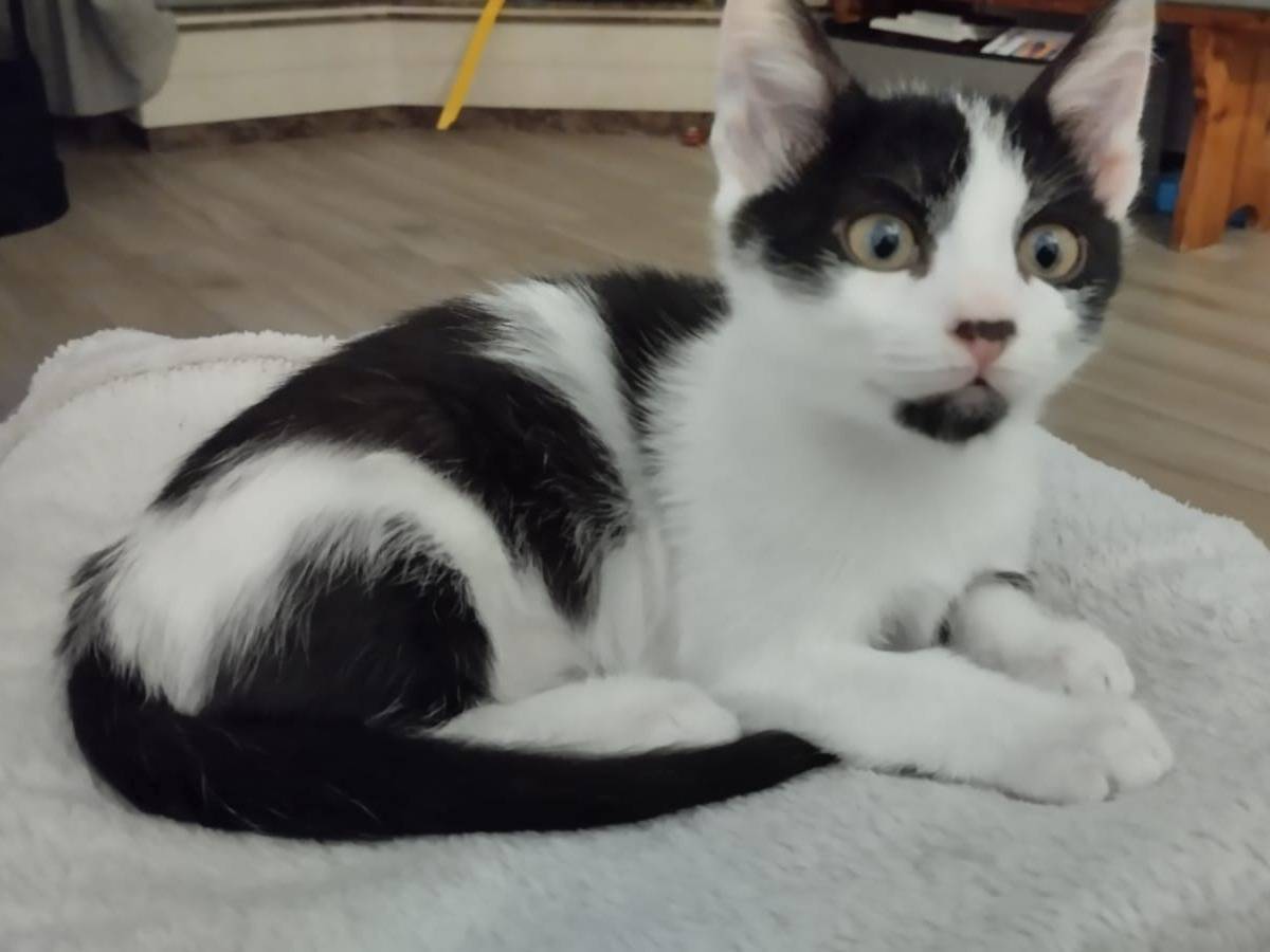 Adotta un gatto, maschio, 2 mesi, Bari