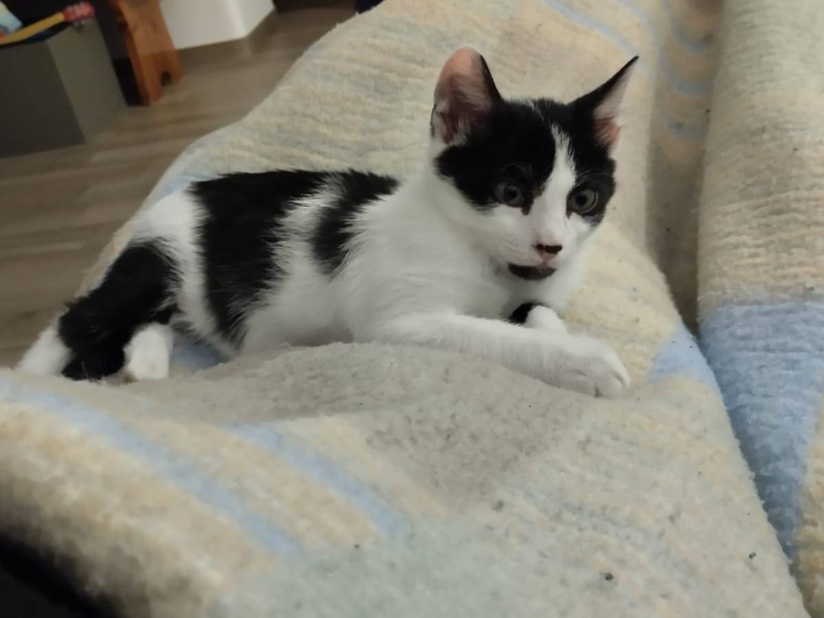 Vuoi adottare un gatto a Bari?