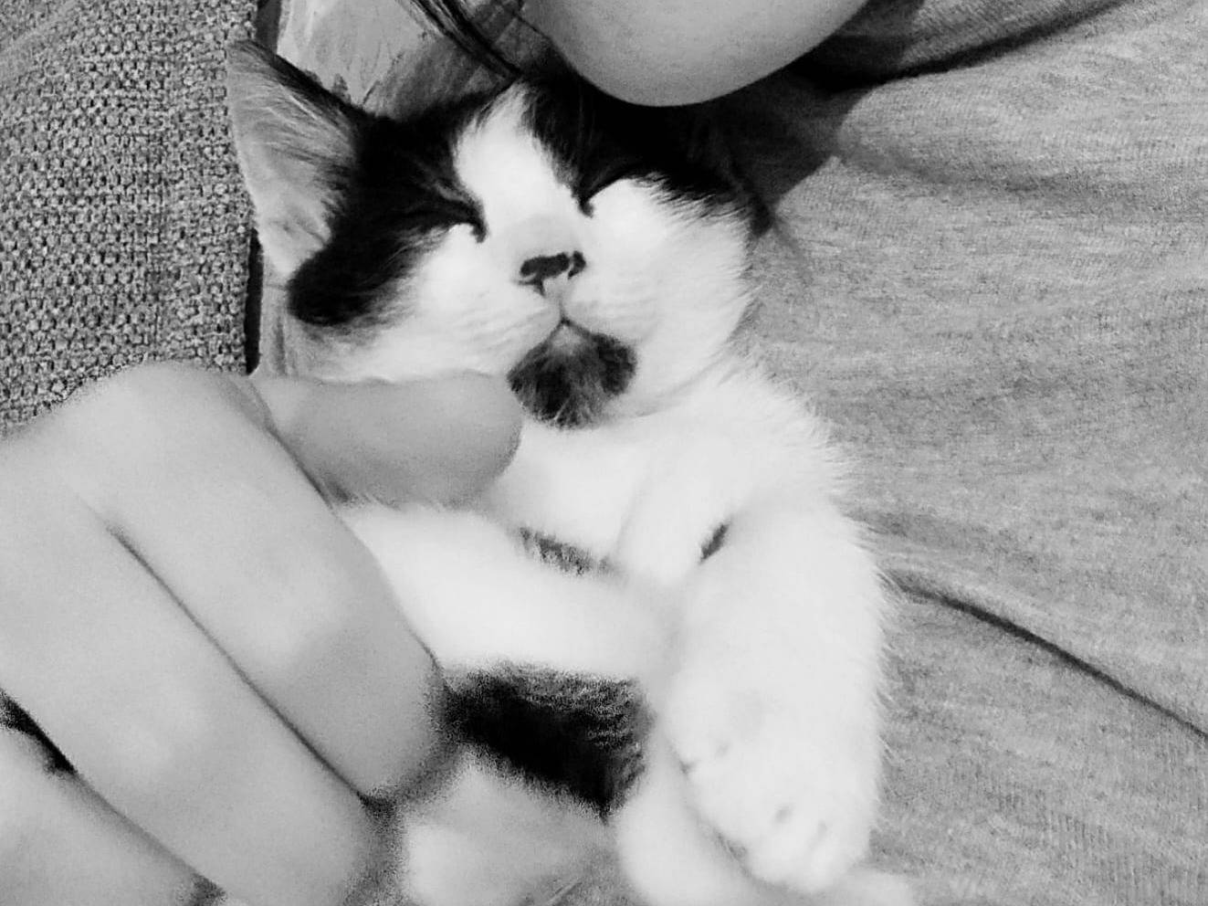 Adotta il gatto Chicco a Bari