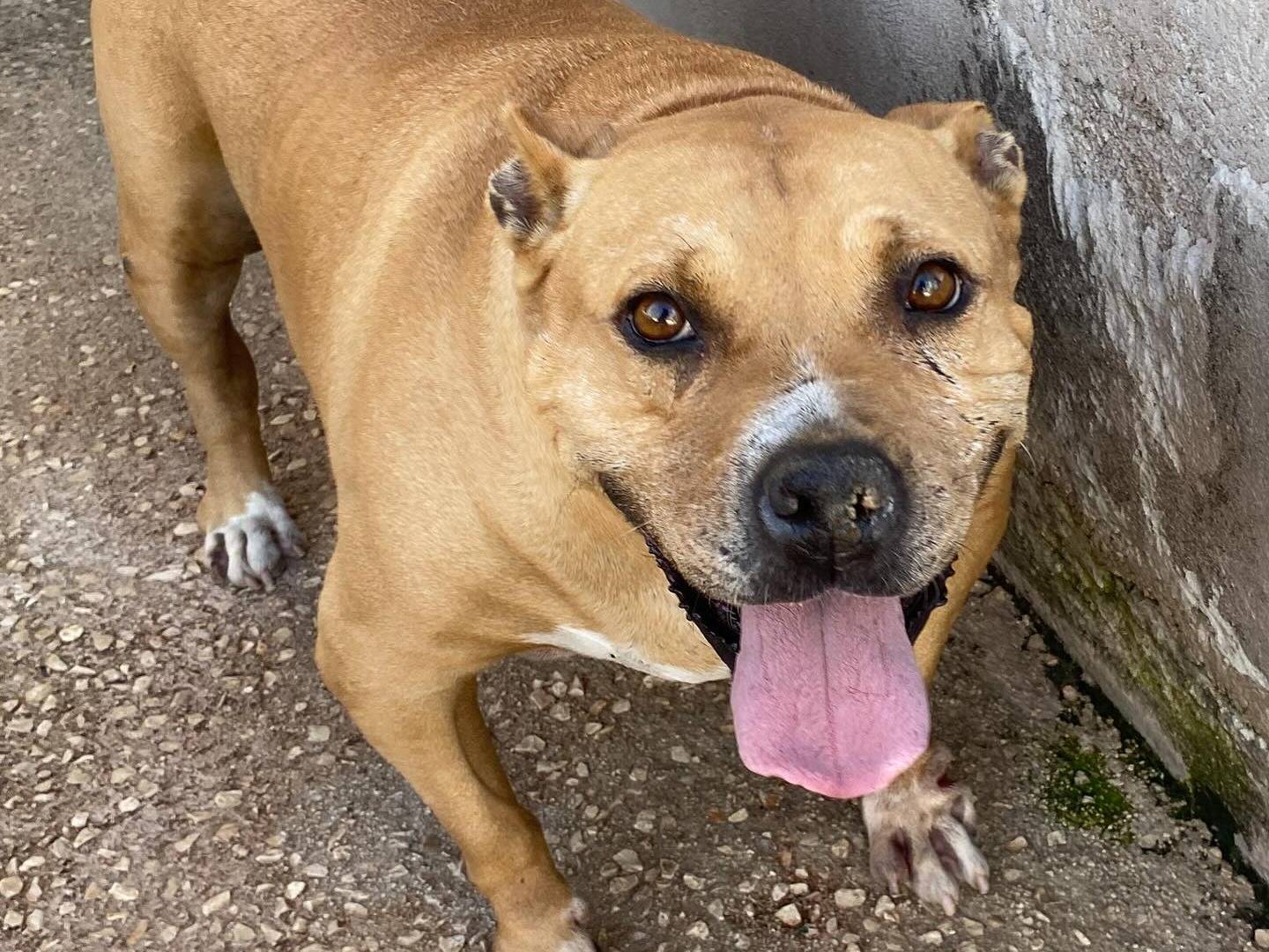 Adozione cane, femmina, Razza sconosciuta Razza sconosciuta, 9 anni, taglia media, Latina