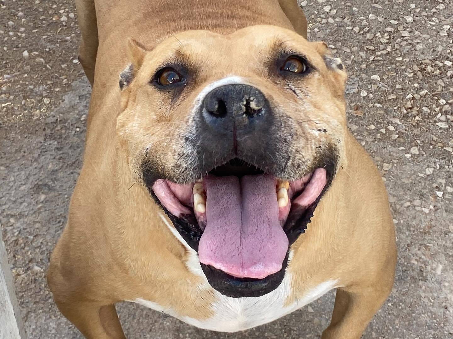 Adotta un cane, femmina, 9 anni, Latina