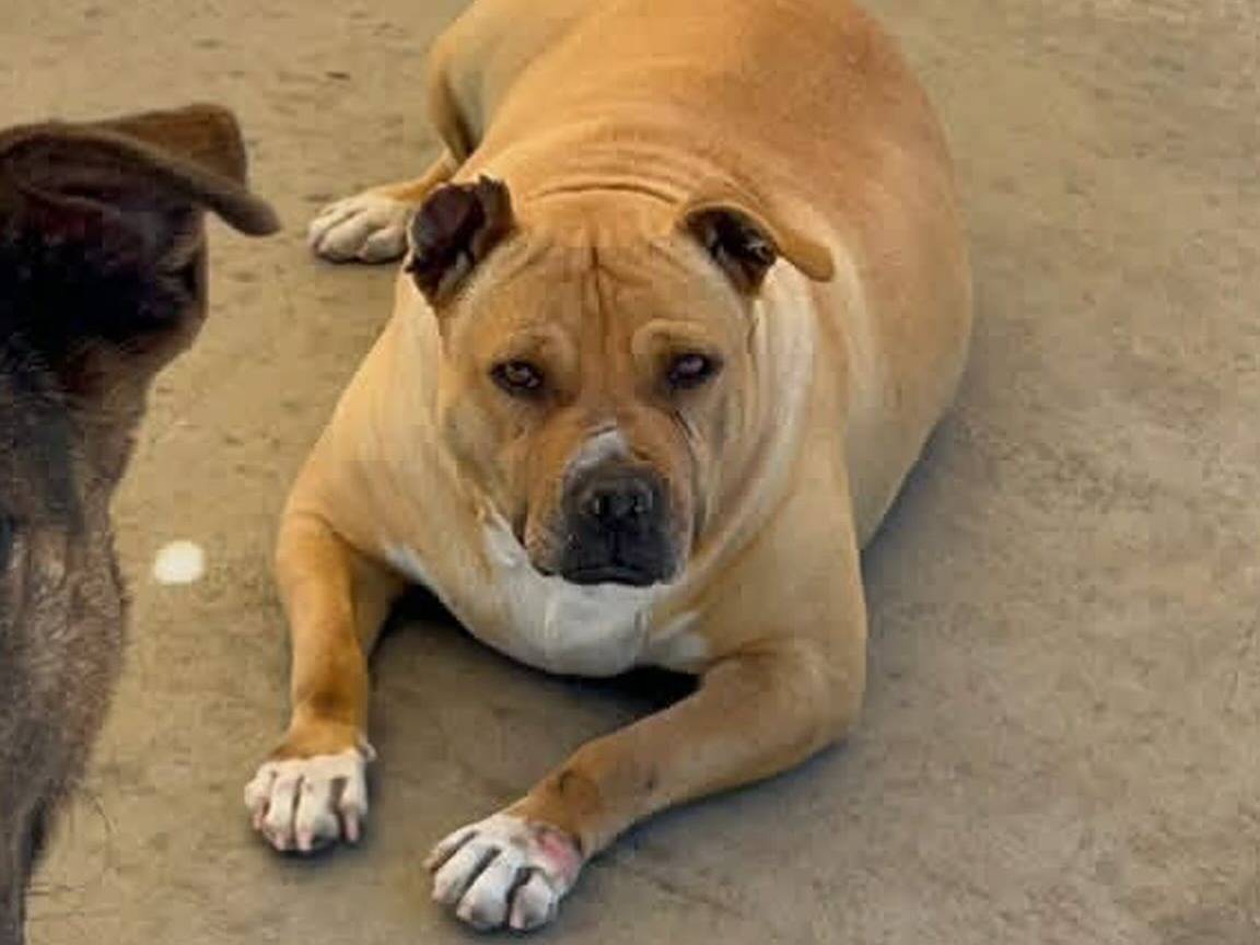 Adotta un cane, taglia media, femmina, Latina