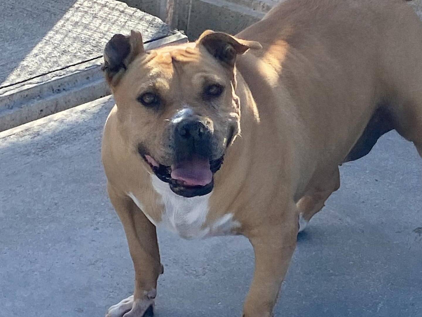 Vuoi adottare un cane a Latina?