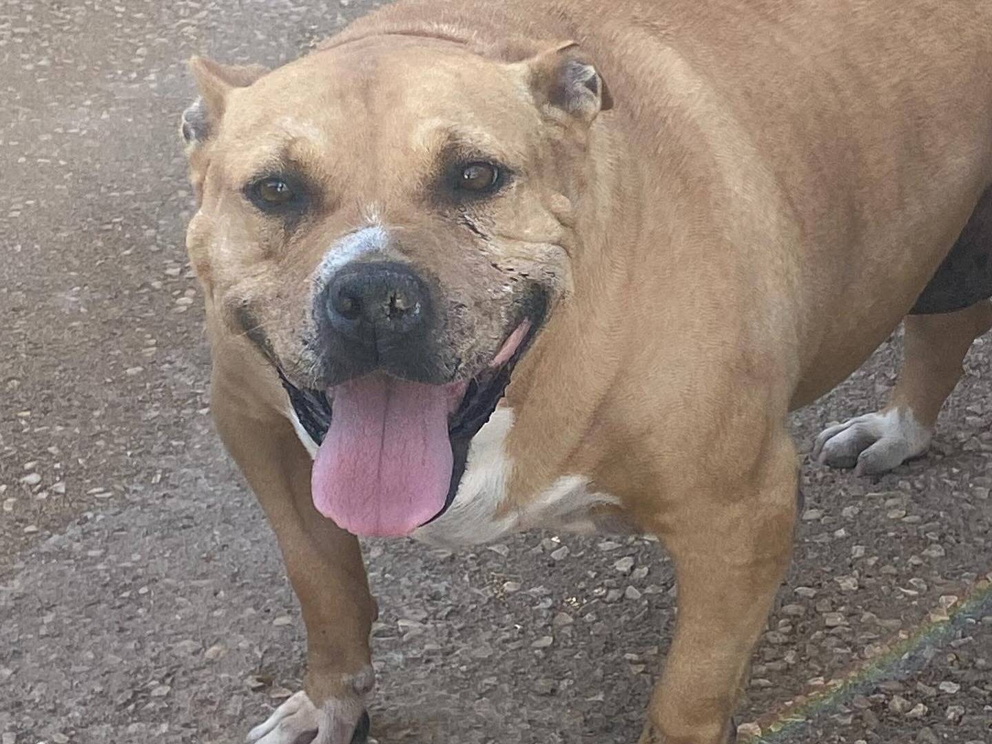 Adotta il cane CARRIE a Latina