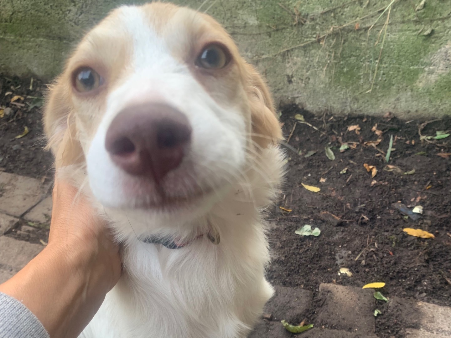 Adozione cane, femmina, Razza sconosciuta Razza sconosciuta, 4 mesi, taglia piccola, Bergamo