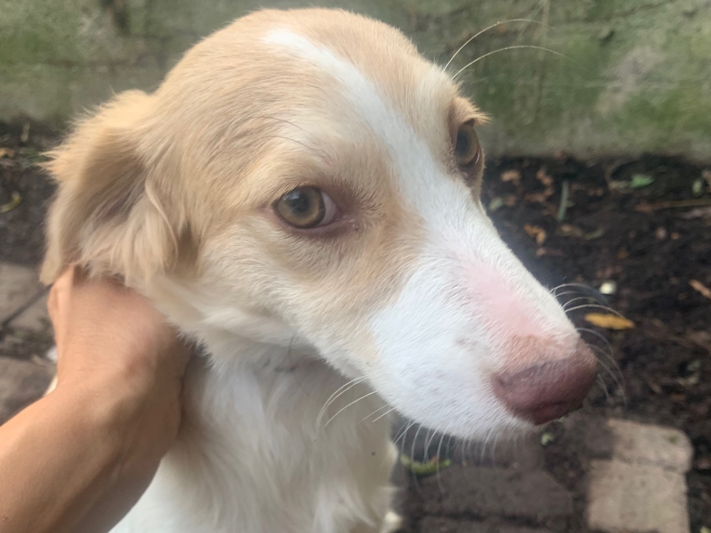 Adotta un cane, femmina, 4 mesi, Bergamo