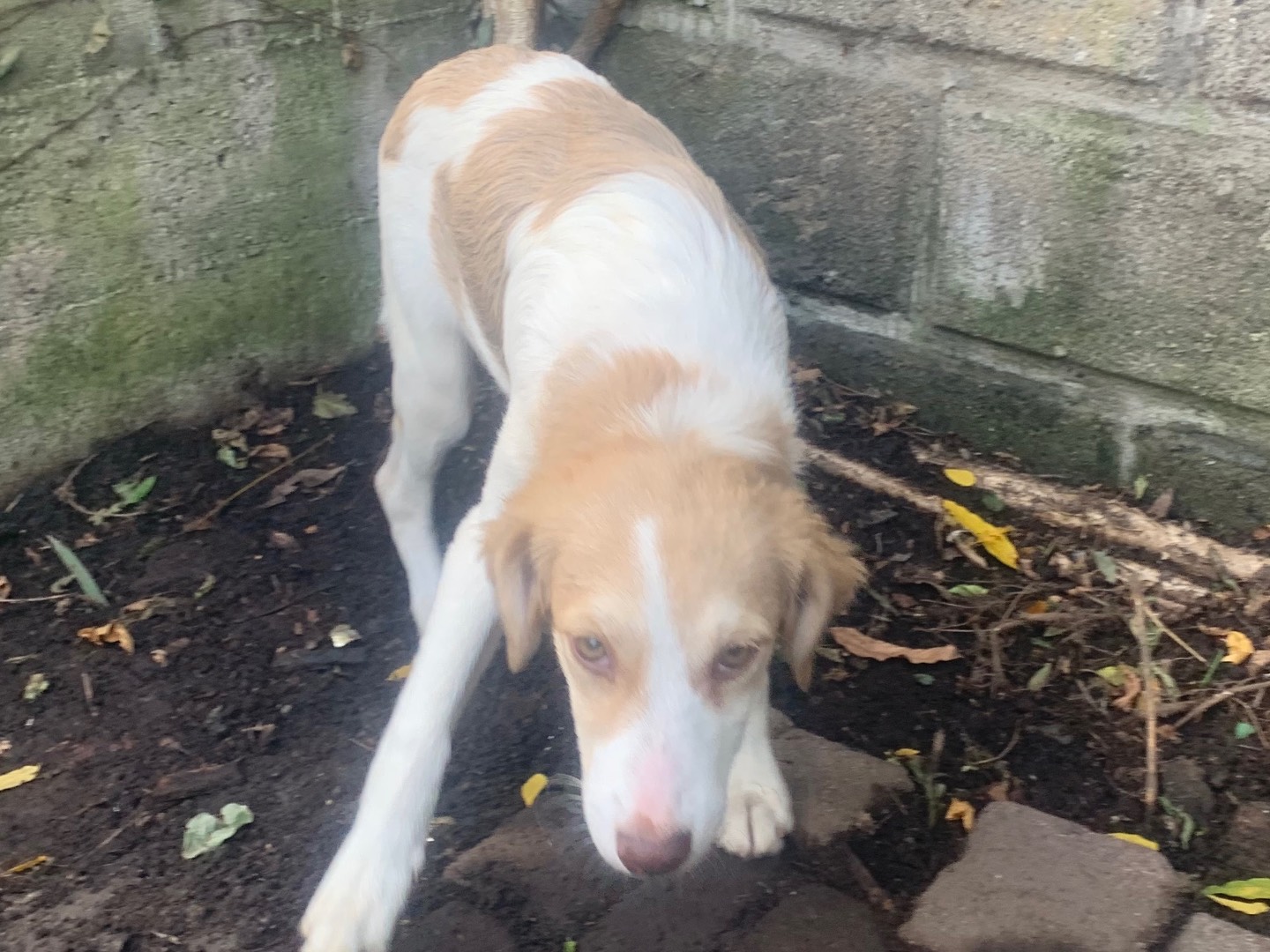 Adotta un cane, taglia piccola, femmina, Bergamo