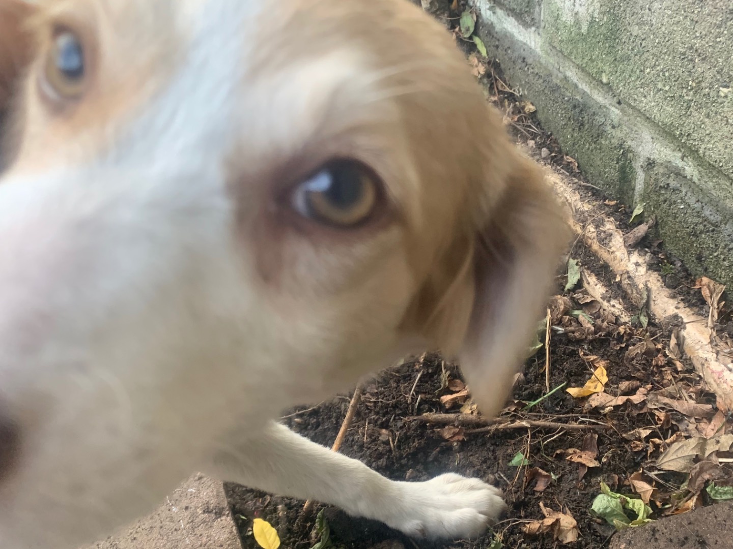 Vuoi adottare un cane a Bergamo?