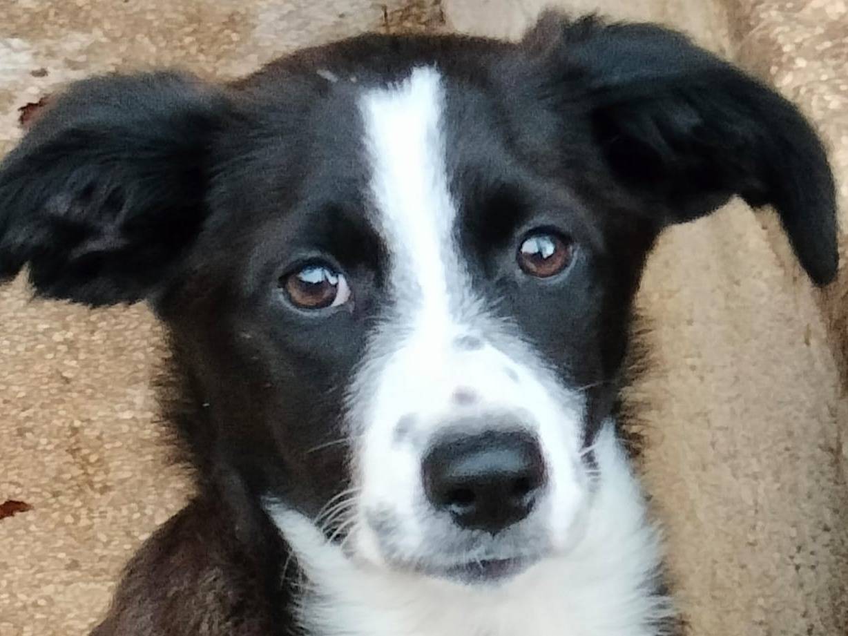 Adozione cane, femmina, Razza sconosciuta Razza sconosciuta, 4 mesi, taglia media contenuta, Frosinone