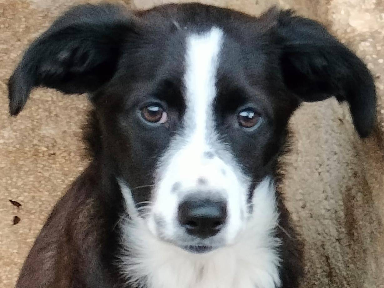 Adotta un cane, femmina, 4 mesi, Frosinone