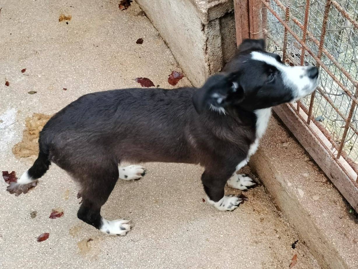 Adotta un cane, taglia media contenuta, femmina, Frosinone