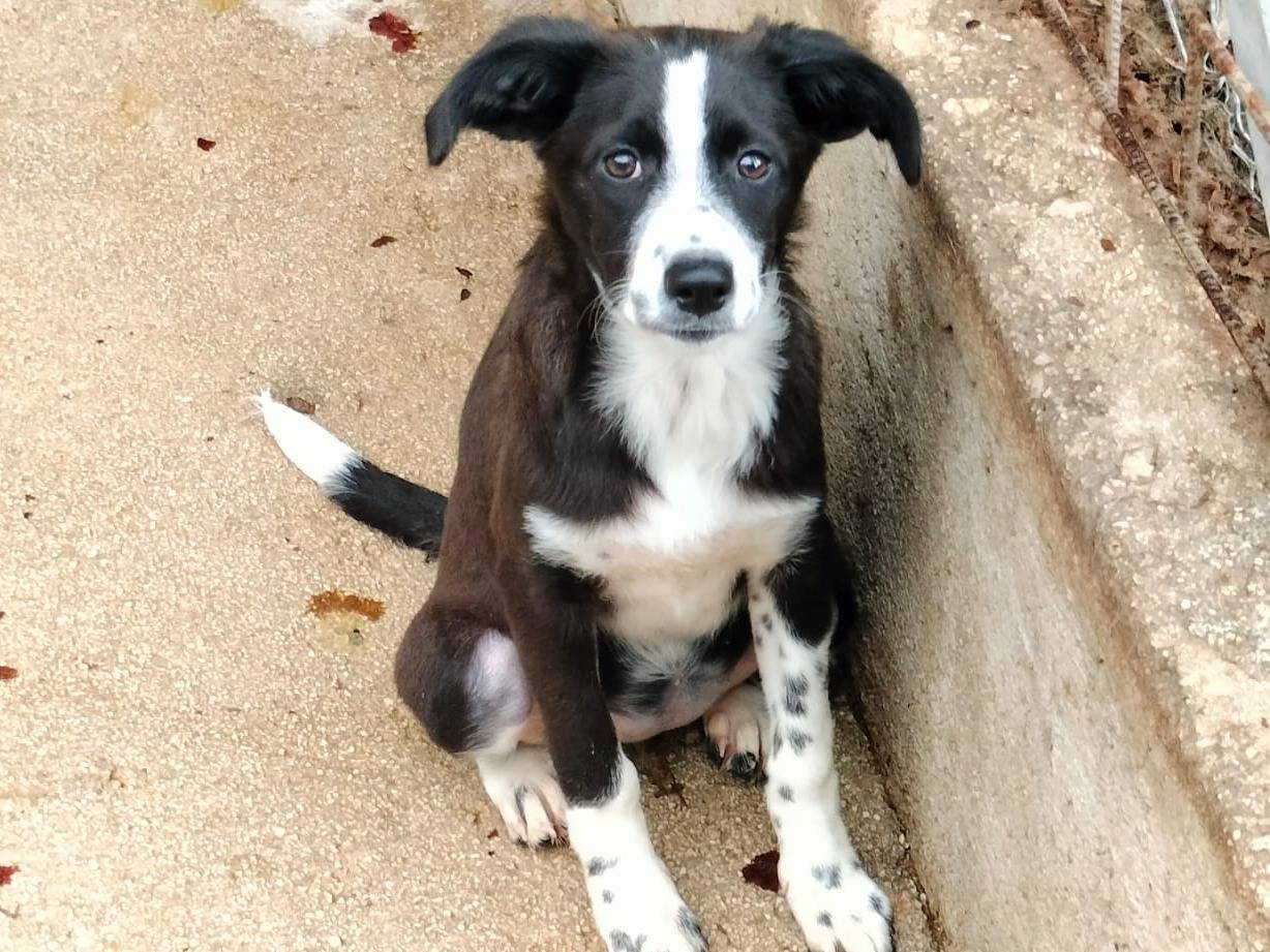 Vuoi adottare un cane a Frosinone?