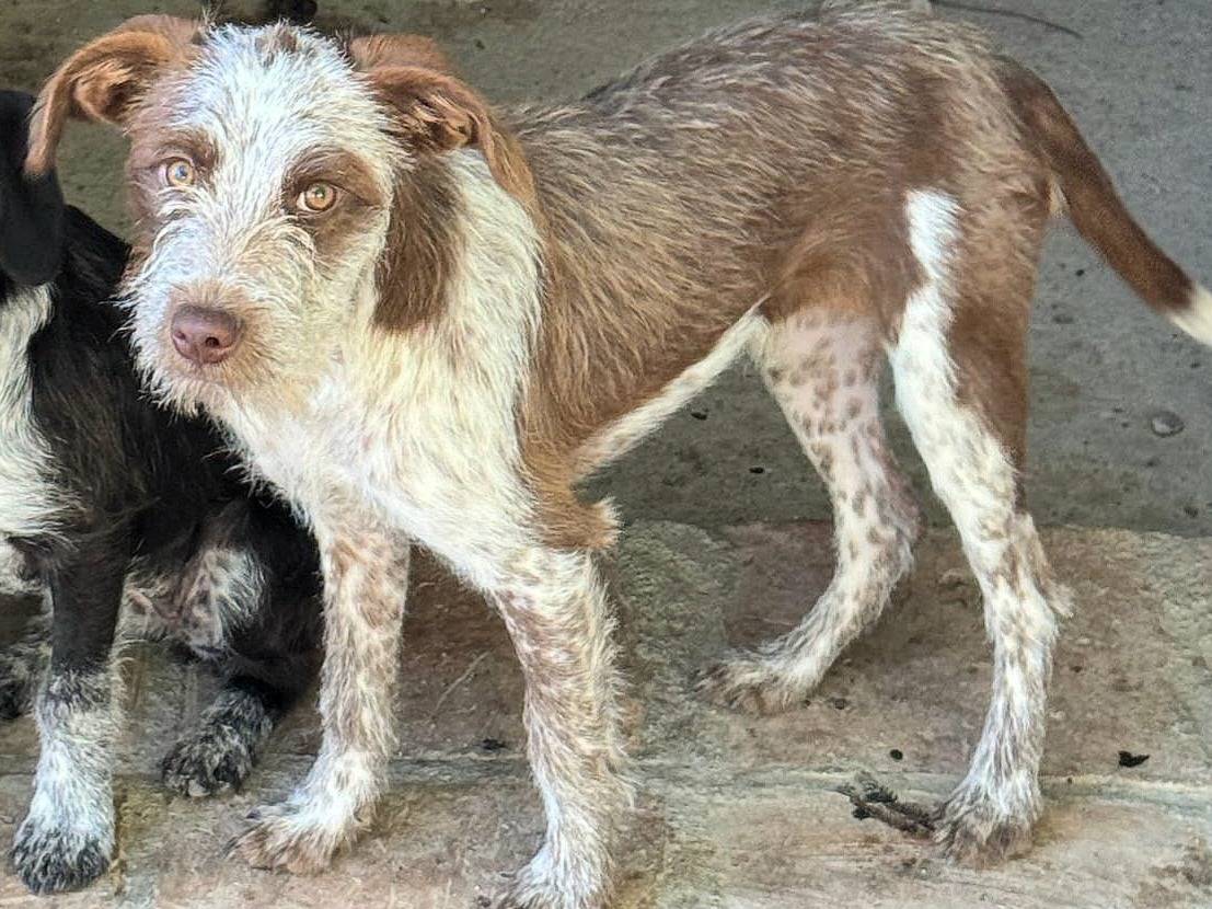 Foto 2 dell'animale