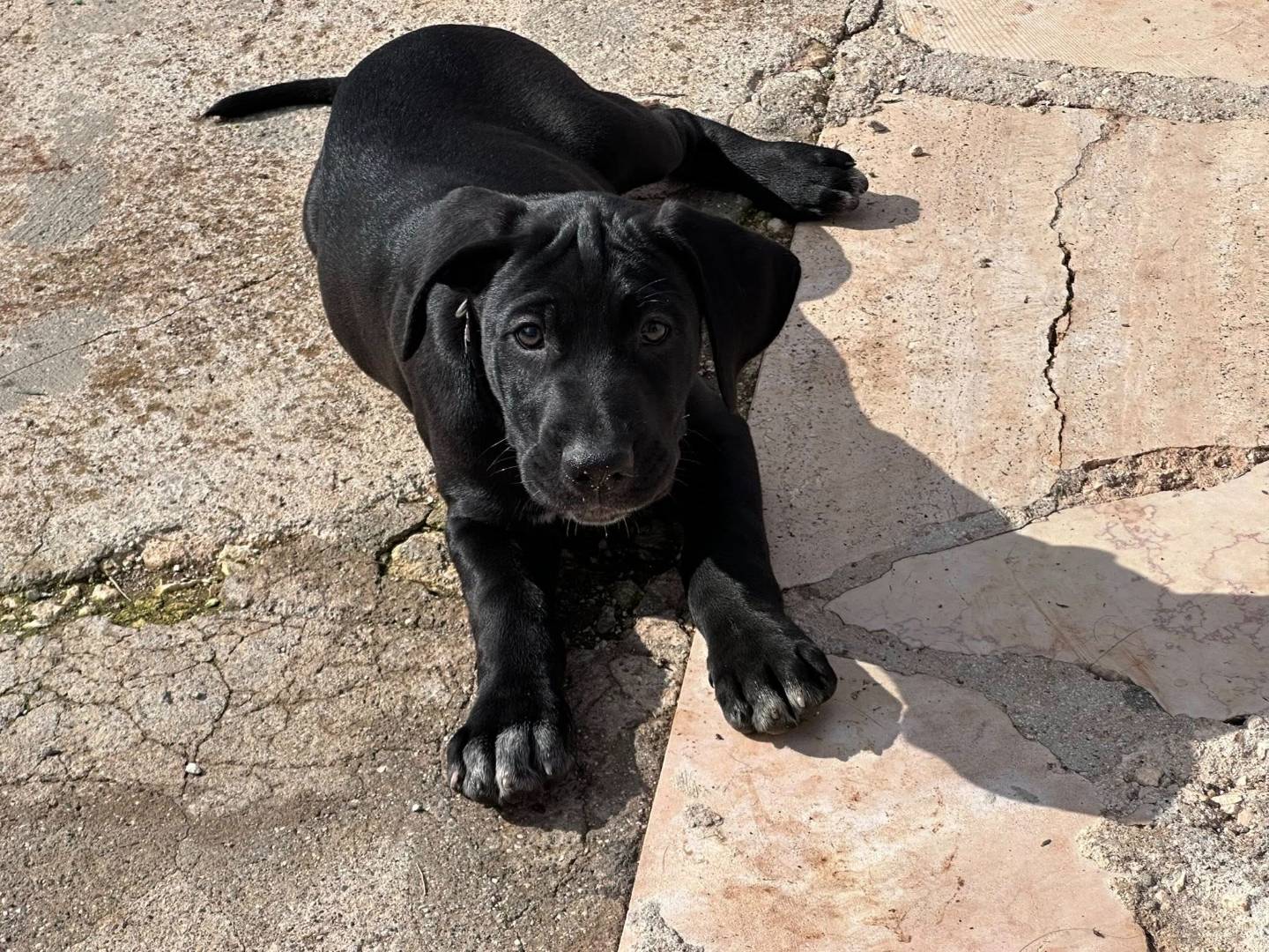 Adozione cane, maschio, Razza sconosciuta Razza sconosciuta, 1 mesi, taglia media, Milano