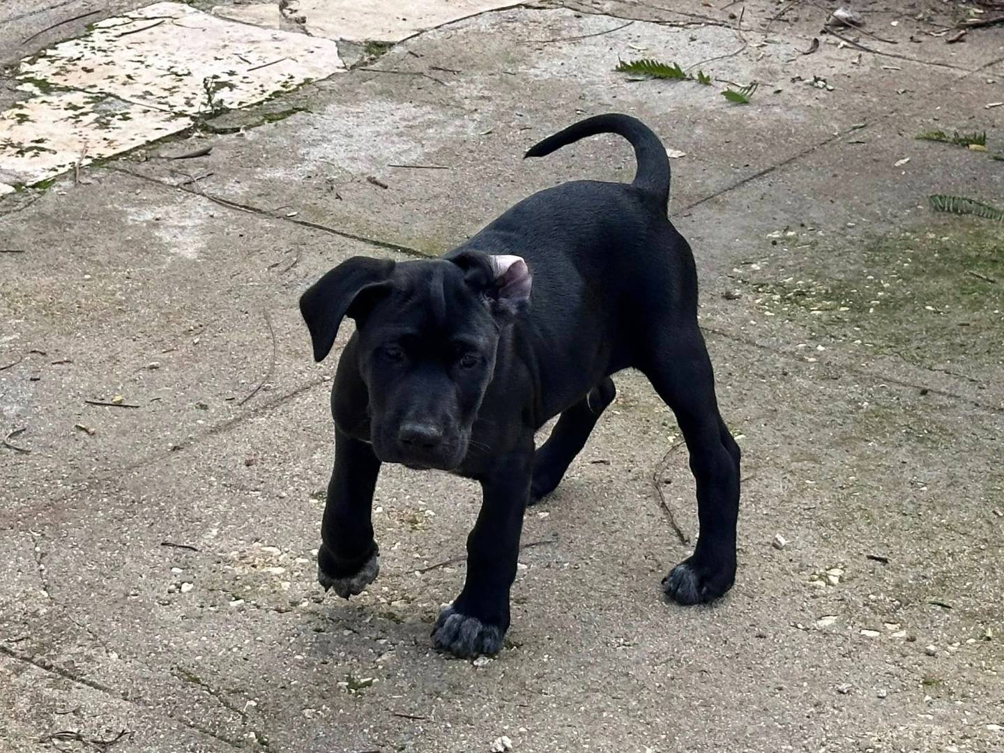 Adotta un cane, maschio, 1 mesi, Milano