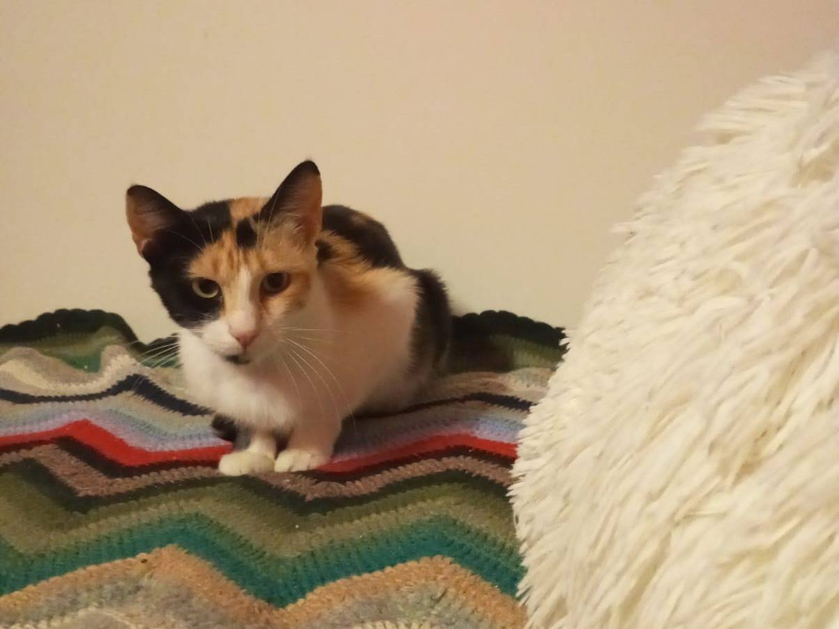 Adozione gatto, femmina, Razza sconosciuta Razza sconosciuta, 9 mesi, taglia non valida, Milano