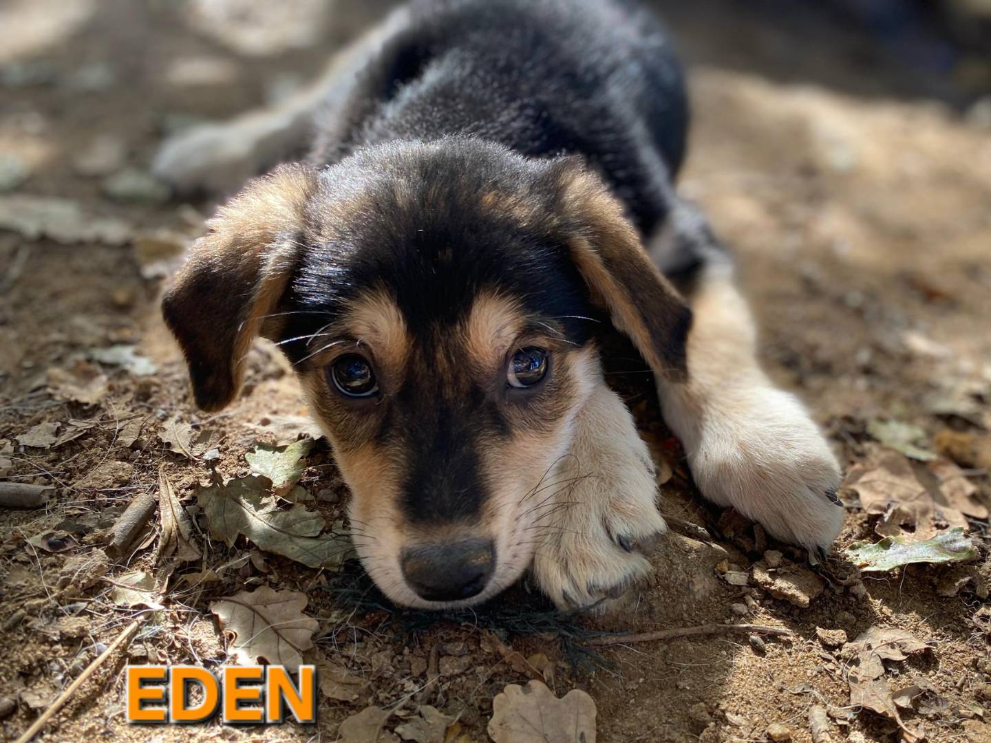 Adozione cane, maschio, Razza sconosciuta Razza sconosciuta, 3 mesi, taglia media contenuta, Varese