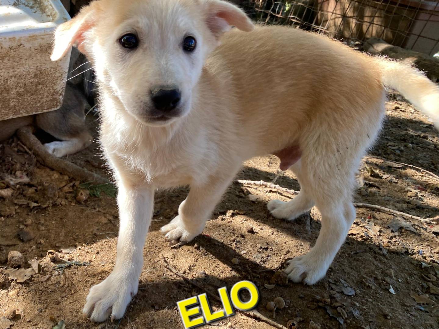 Adotta un cane, maschio, 3 mesi, Varese