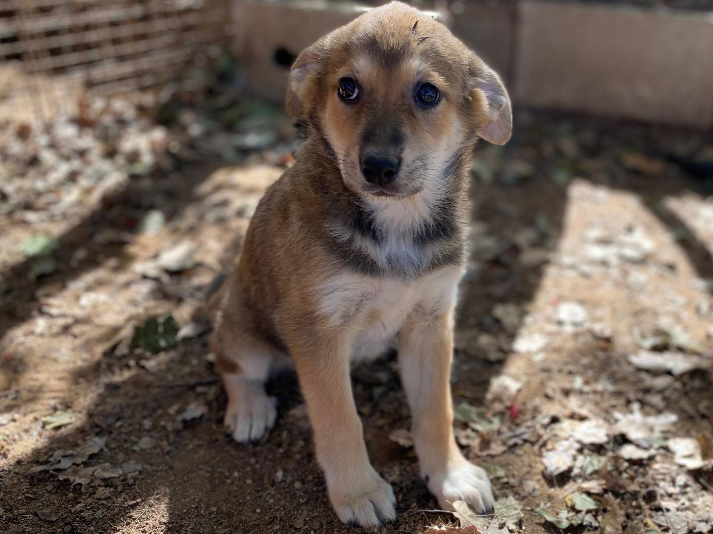 Adotta un cane, taglia media contenuta, maschio, Varese