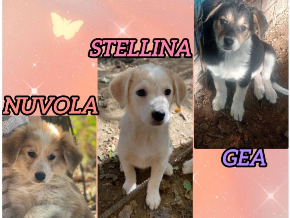 Adozione cane, femmina, Razza sconosciuta Razza sconosciuta, 3 mesi, taglia media contenuta, Varese