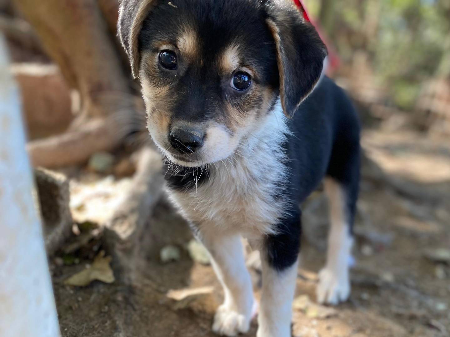 Adotta un cane, femmina, 3 mesi, Varese