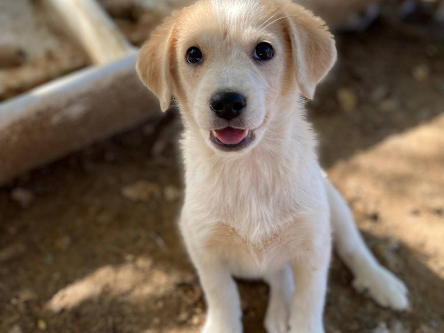 Adotta un cane, taglia media contenuta, femmina, Varese