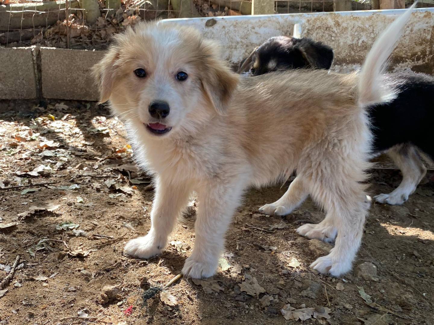 Vuoi adottare un cane a Varese?