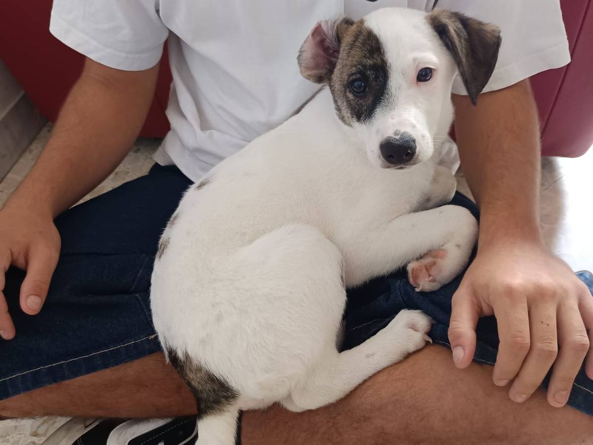 Adotta un cane, taglia piccola, maschio, Pavia