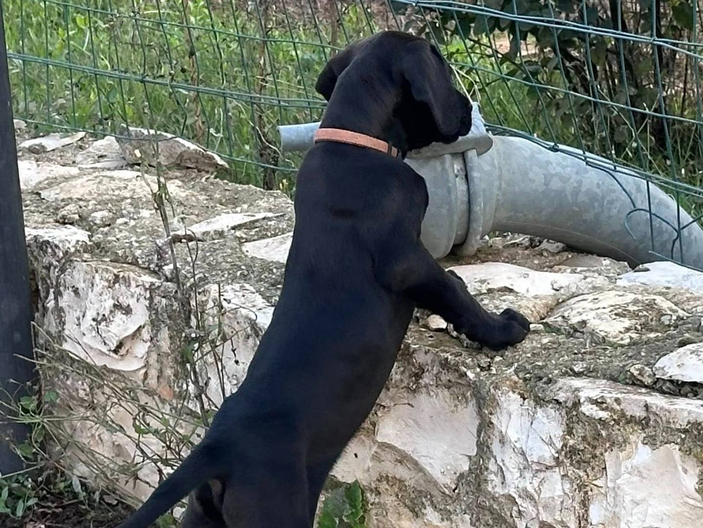 Adotta un cane, taglia media, maschio, Milano