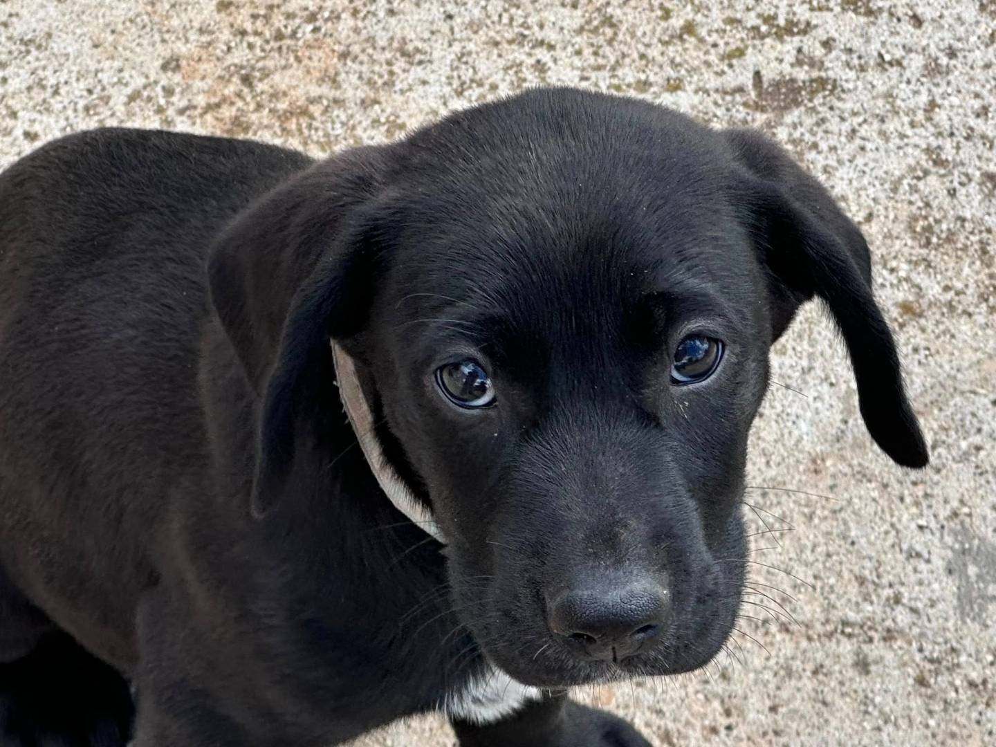 Vuoi adottare un cane a Milano?