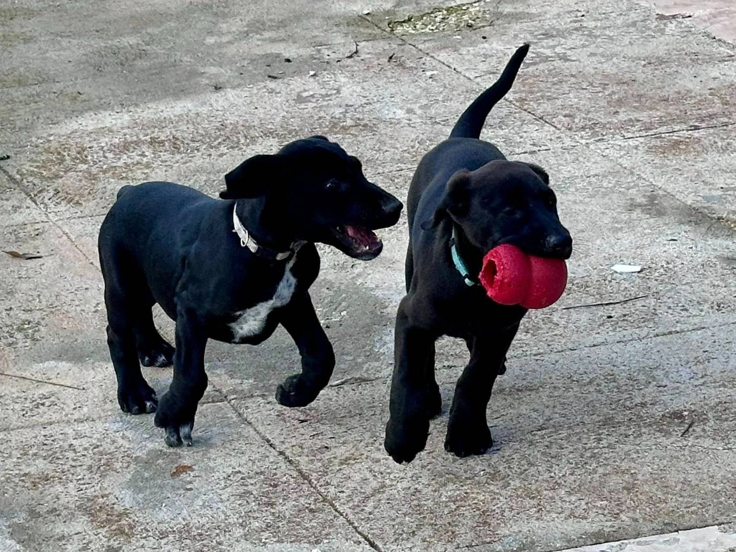 Adotta il cane RIOUS a Milano