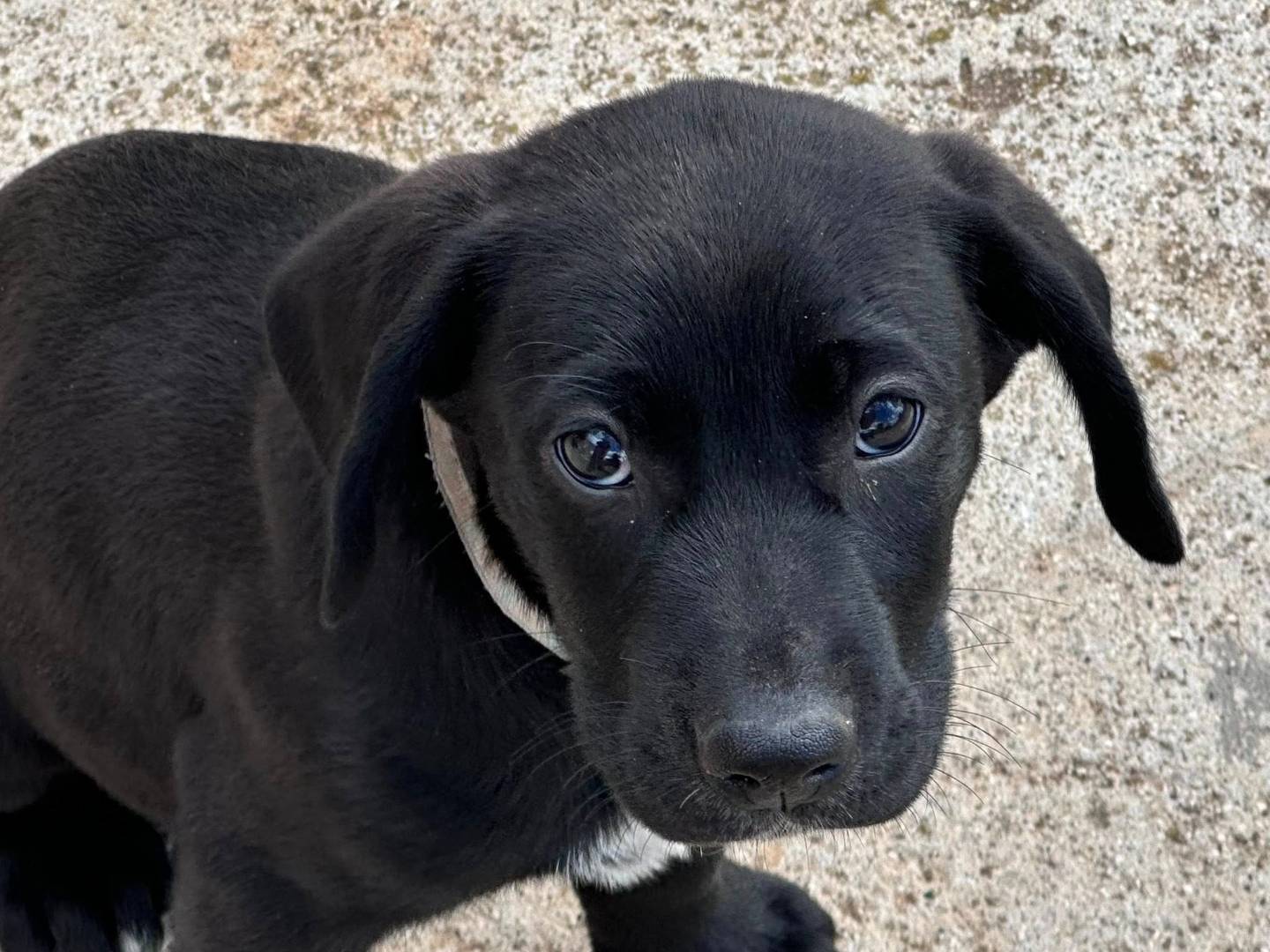 Adozione cane, maschio, Razza sconosciuta Razza sconosciuta, 2 mesi, taglia media, Torino