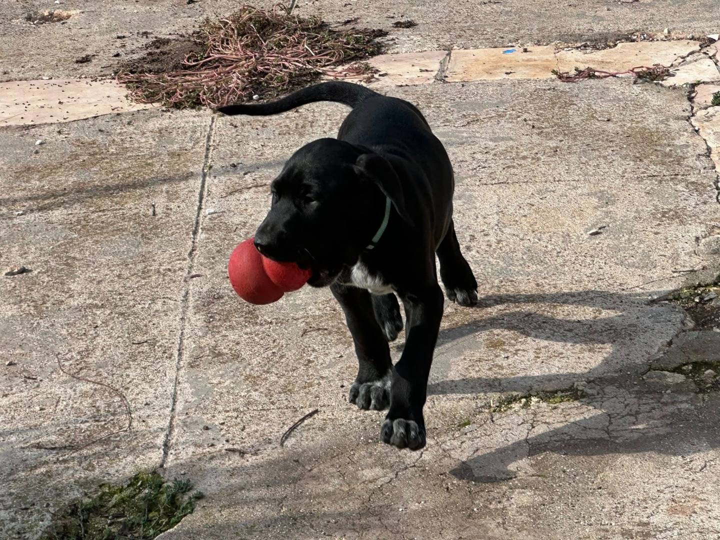 Adotta un cane, maschio, 2 mesi, Torino