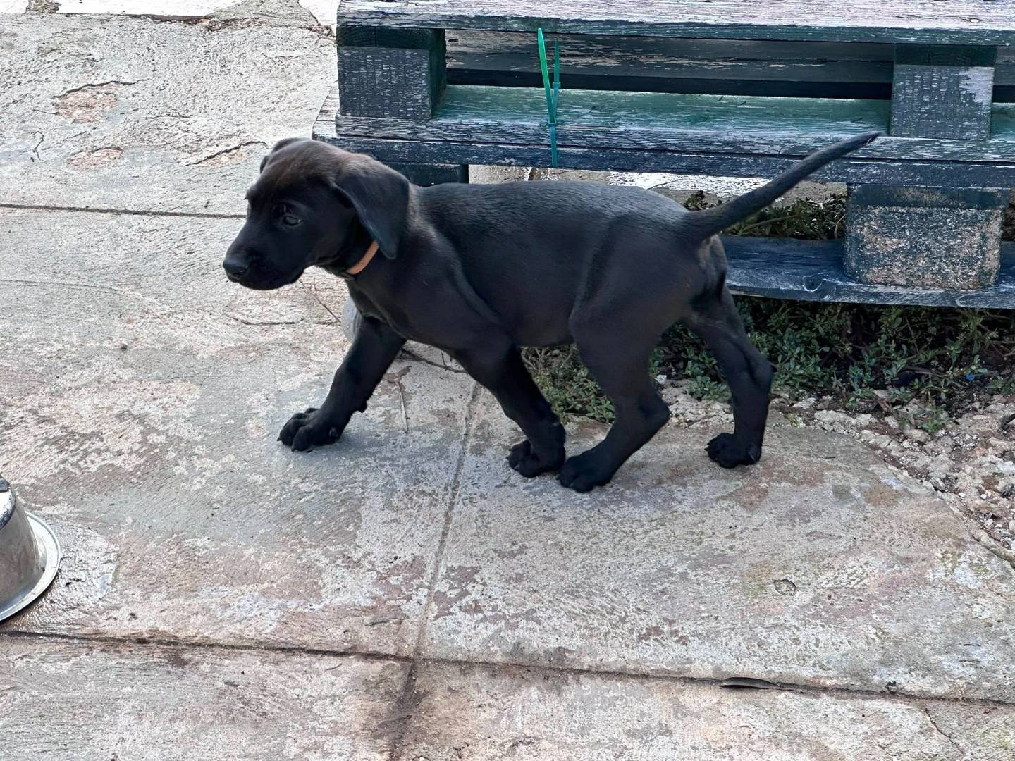 Adotta un cane, taglia media, maschio, Torino