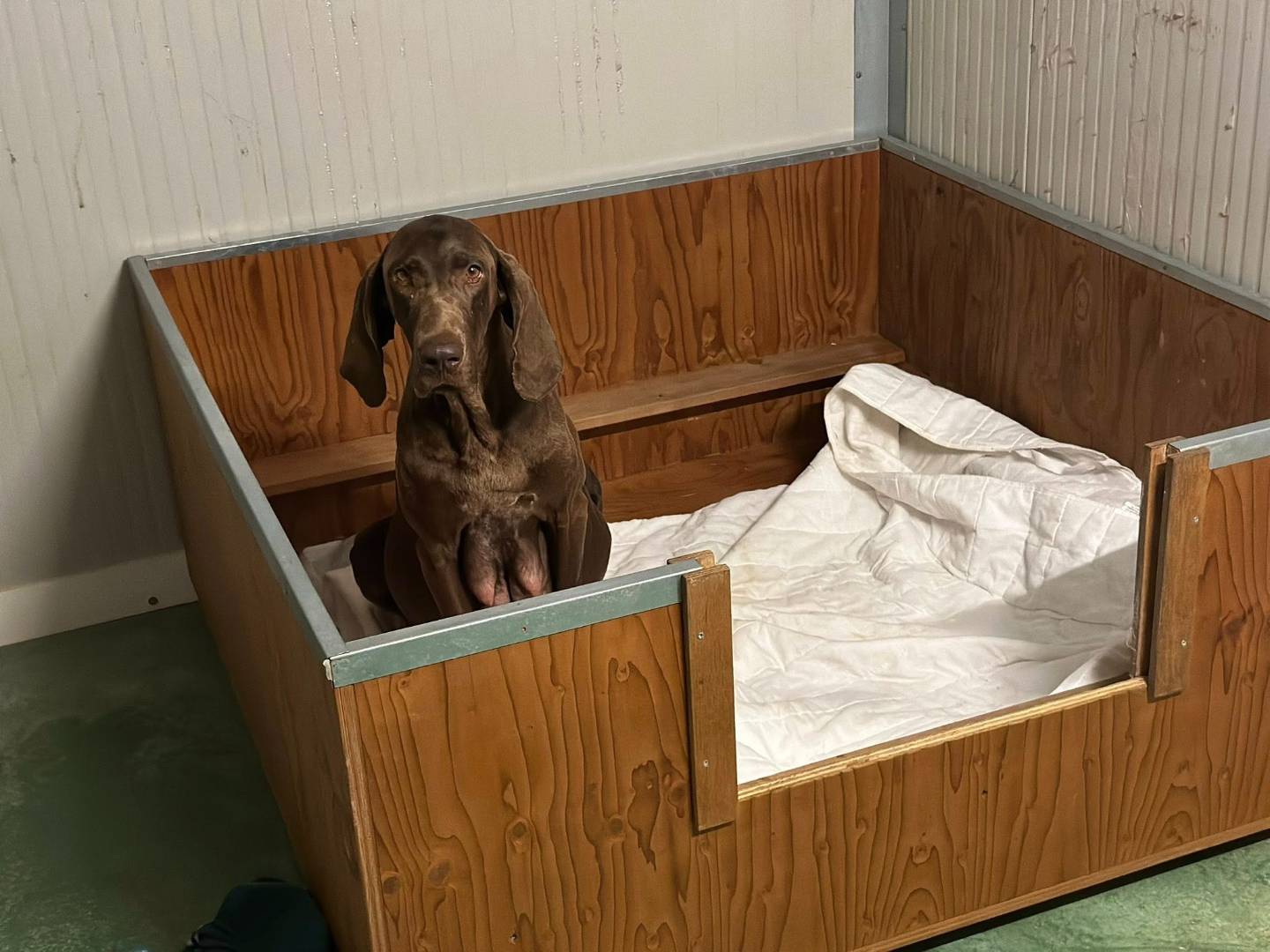 Vuoi adottare un cane a Torino?