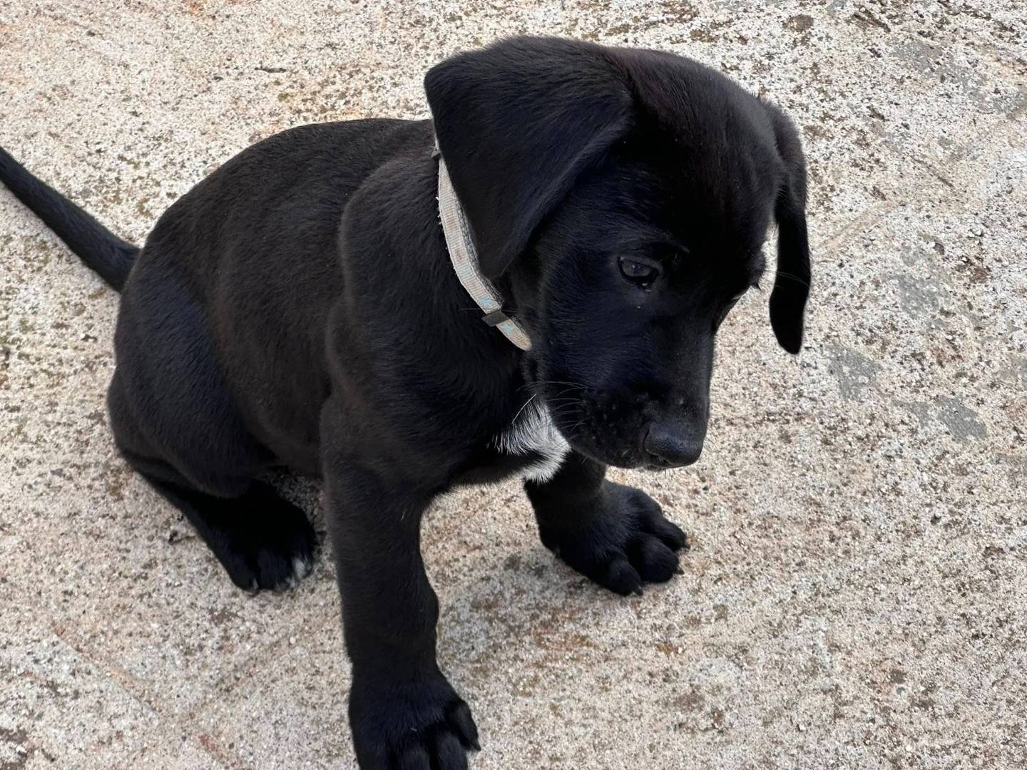 Adotta il cane CARLOS a Torino