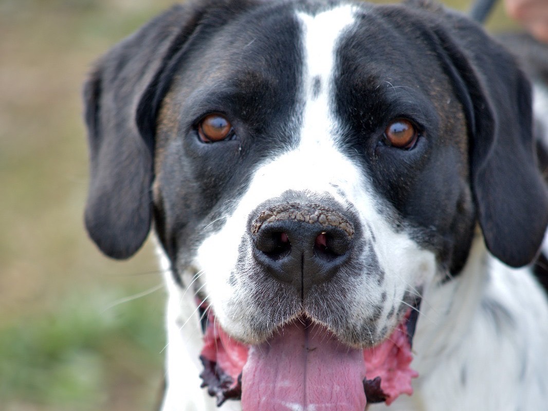 Adozione cane, maschio, Razza sconosciuta Razza sconosciuta, 4 anni e 1 mese, taglia media, Roma