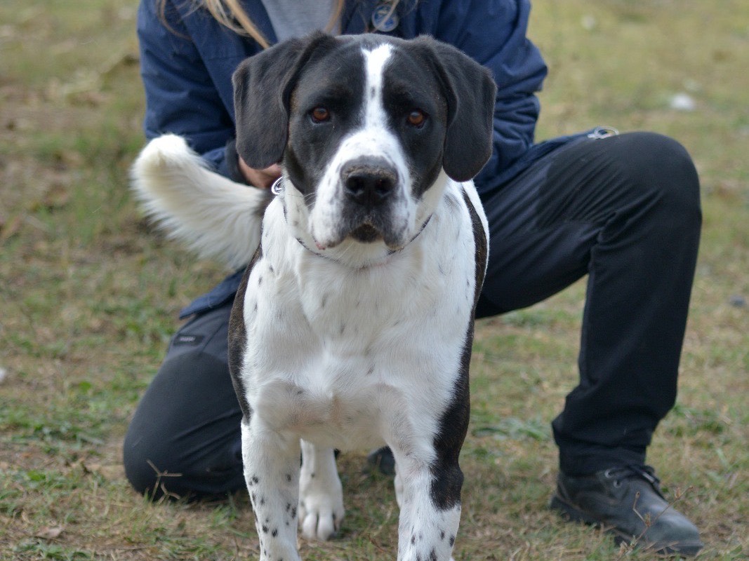 Adotta un cane, maschio, 4 anni e 1 mese, Roma