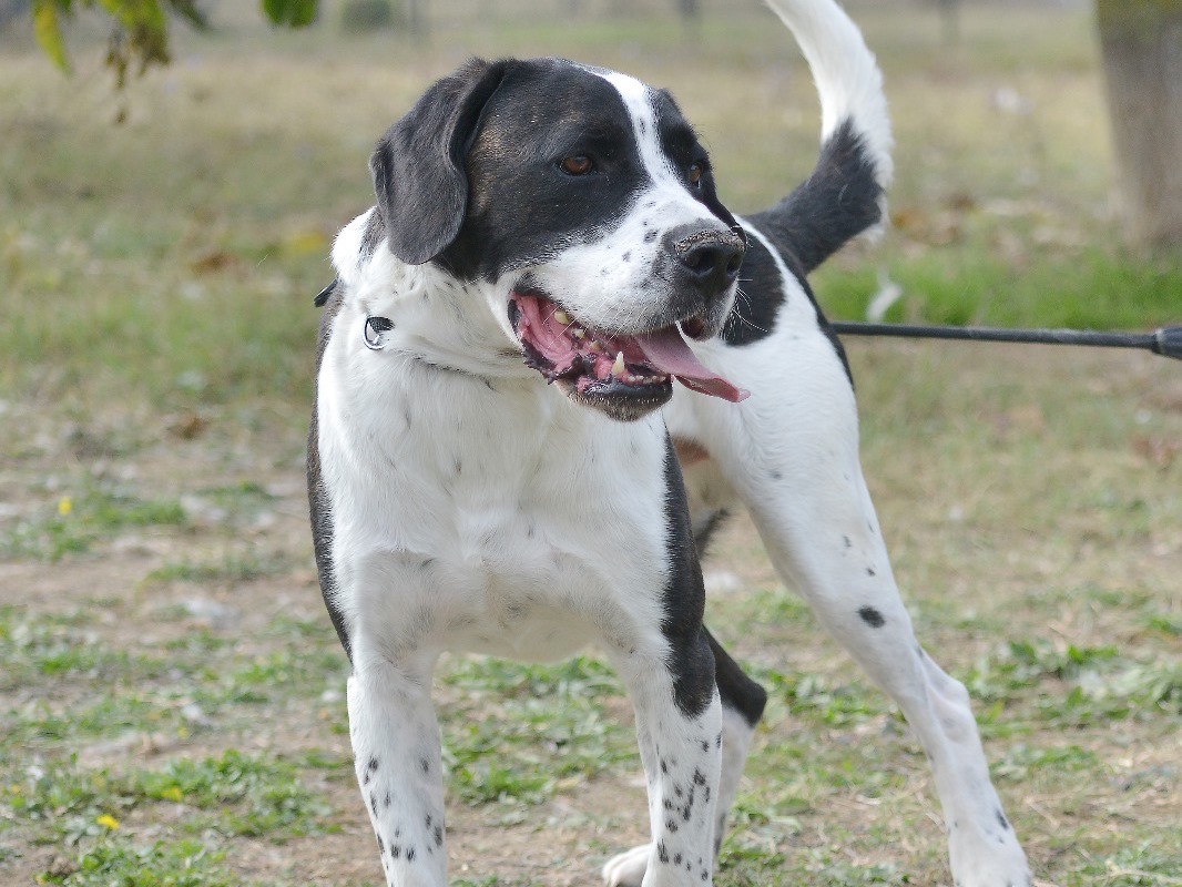 Adotta un cane, taglia media, maschio, Roma
