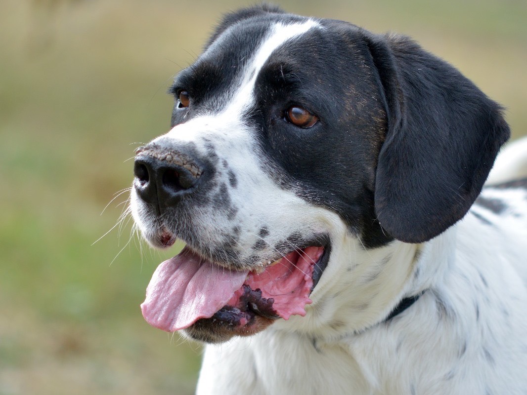 Vuoi adottare un cane a Roma?