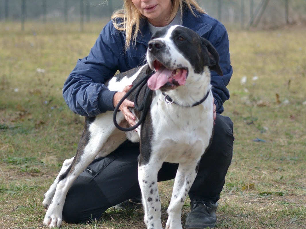 Adotta il cane Zagor a Roma