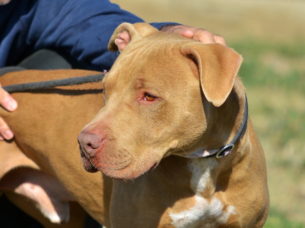 Adozione cane, maschio, Pitbull Razza sconosciuta, 4 anni e 6 mesi, taglia grande, Roma