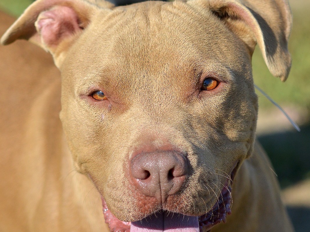 Adotta un cane, taglia grande, maschio, Roma