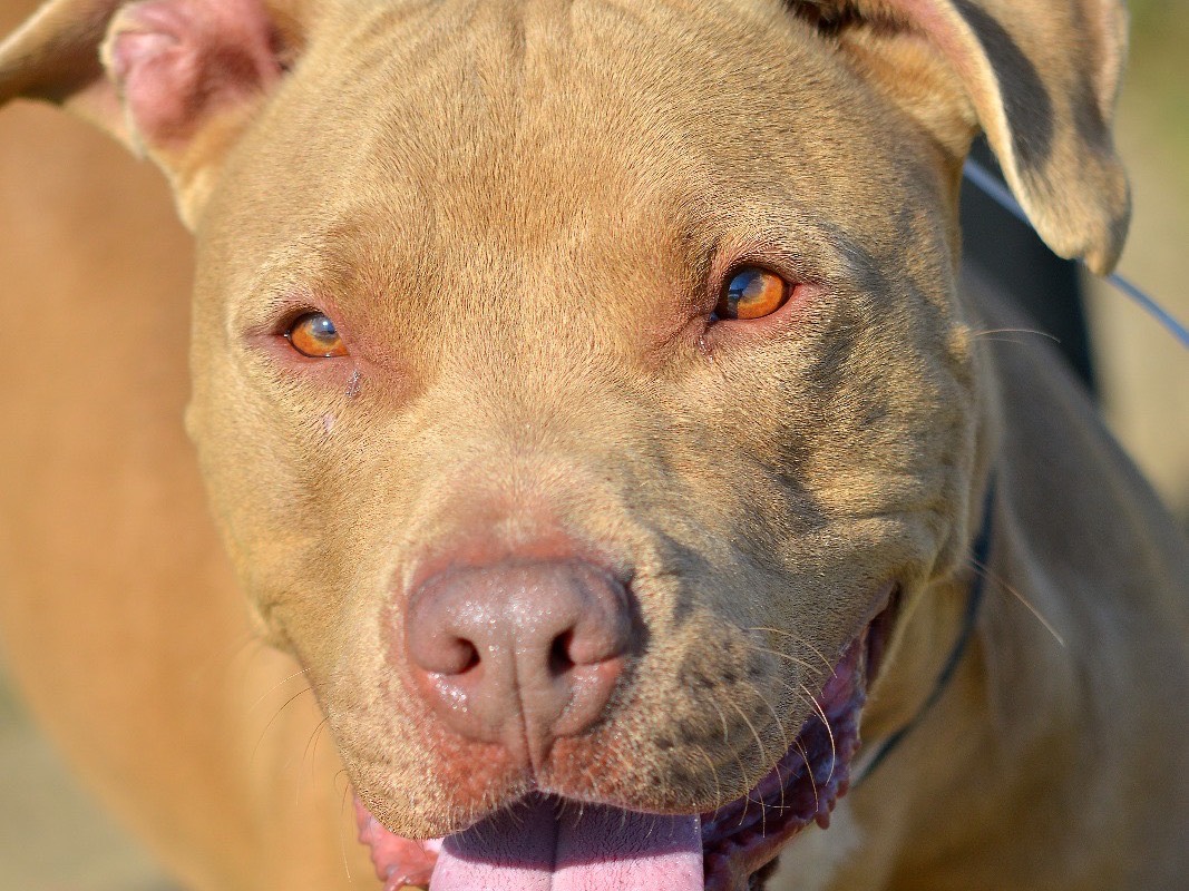 Vuoi adottare un cane a Roma?