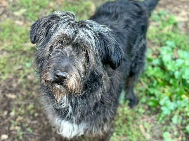 Adozione cane, maschio, Spinone Razza sconosciuta, 9 anni e 1 mese, taglia media, Caserta