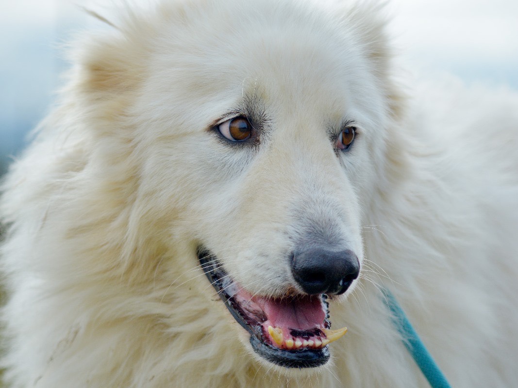 Adozione cane, maschio, Pastore maremmano Razza sconosciuta, 6 anni e 10 mesi, taglia gigante, Roma