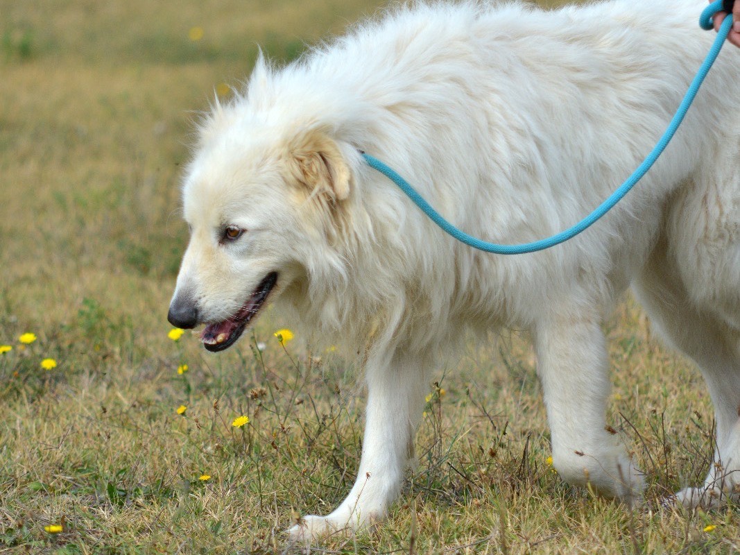 Adotta un cane, maschio, 6 anni e 10 mesi, Roma