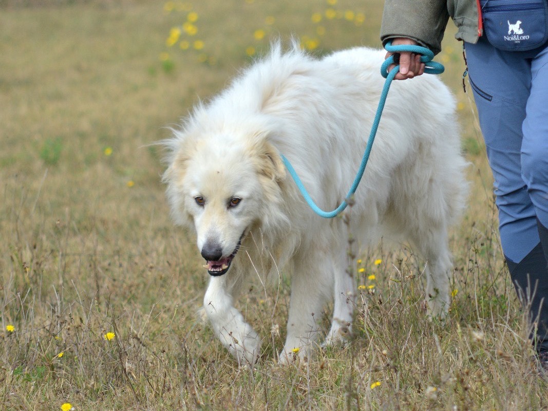 Adotta un cane, taglia gigante, maschio, Roma