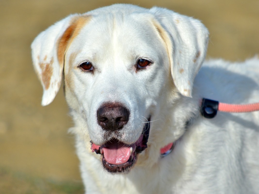 Adozione cane, maschio, Labrador Retriever Razza sconosciuta, 6 anni e 10 mesi, taglia grande, Roma