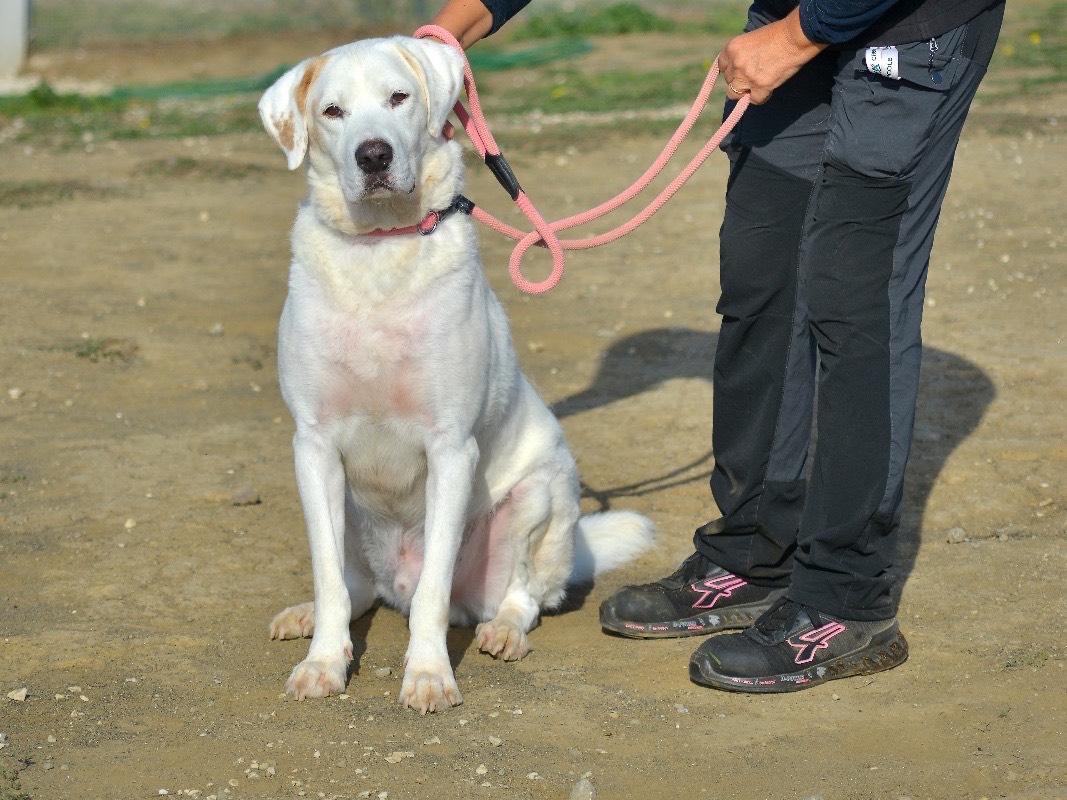 Adotta un cane, maschio, 6 anni e 10 mesi, Roma